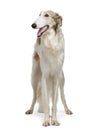 Borzoi - Russian Wolfhound (15 months) Royalty Free Stock Photo