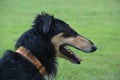 Borzoi Russian Wolfhound black and tan male profile Royalty Free Stock Photo