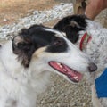 Borzoi russian wolfhound dog in the field Royalty Free Stock Photo