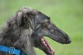 Borzoi Russian Wolfhound Dog Royalty Free Stock Photo