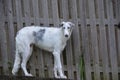 Borzoi Russian Wolfhound dog male in the yard. Royalty Free Stock Photo