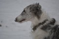 Borzoi Russian Wolfhound Dog Royalty Free Stock Photo