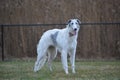 Borzoi Russian Wolfhound Dog Royalty Free Stock Photo