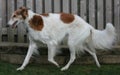 Borzoi Russian Wolfhound dog Royalty Free Stock Photo