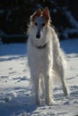 Borzoi Russian Wolfhound dog Royalty Free Stock Photo