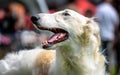 Borzoi Russian Wolfhound Dog Royalty Free Stock Photo