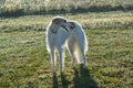 Borzoi russian wolfhound female in the yard Royalty Free Stock Photo