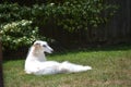 Borzoi Russian Wolfhound Female in the yard Royalty Free Stock Photo