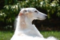 Borzoi Russian Wolfhound Female in the yard Royalty Free Stock Photo