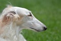 Borzoi Russian Wolfhound female serious look.