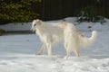 Borzoi Russian Wolfhound female in the snow. Royalty Free Stock Photo