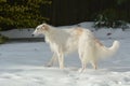 Borzoi Russian Wolfhound female in the snow. Royalty Free Stock Photo