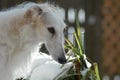 Borzoi Russian Wolfhound female in the snow. Royalty Free Stock Photo