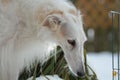 Borzoi Russian Wolfhound female in the snow. Royalty Free Stock Photo