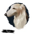 Borzoi, Russian wolfhound, Russian Hunting Sighthound dog digital art illustration isolated on white background. Russian origin Royalty Free Stock Photo