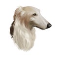 Borzoi, Russian wolfhound, Russian Hunting Sighthound dog illustration isolated on white background. Russian origin hunting dog.