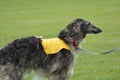 Borzoi Russian Wolfhound male ready to run..