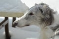 Borzoi Russian Wolfhound male in the snow. Royalty Free Stock Photo