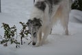 Borzoi Russian Wolfhound male in the snow. Royalty Free Stock Photo