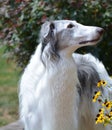 Borzoi Russian Wolfhound male in the yard. Royalty Free Stock Photo