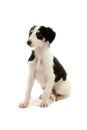BORZOI OR RUSSIAN WOLFHOUND, PUP SITTING AGAINST WHITE BACKGROUND Royalty Free Stock Photo