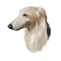 Borzoi, Russian wolfhound, Russian Hunting Sighthound dog digital art illustration isolated on white background. Russian origin Royalty Free Stock Photo