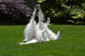 Borzoi Russian Wolfhound female rolling in the grass.