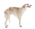 Borzoi in studio Royalty Free Stock Photo