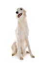 Borzoi in studio Royalty Free Stock Photo