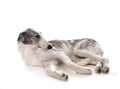 Borzoi in studio