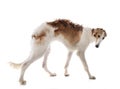 Borzoi in studio Royalty Free Stock Photo