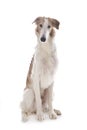 Borzoi in studio