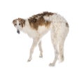 Borzoi in studio Royalty Free Stock Photo