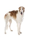 Borzoi in studio