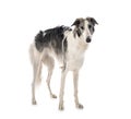 Borzoi in studio Royalty Free Stock Photo