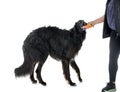 Borzoi in studio Royalty Free Stock Photo
