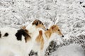 Borzois, Russian sight-hounds in snowy winter