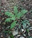 Five fern Royalty Free Stock Photo