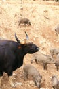 Bos gaurus (Gaur, Indian Bison)