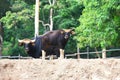 Bos gaurus (Gaur, Indian Bison) Royalty Free Stock Photo