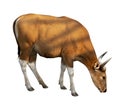 Bos javanicus Head. Red ox is a wild cow.