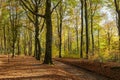 Bos met oude bomen tijdens herfst Royalty Free Stock Photo