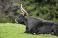 Bos primigenius - aurochs Royalty Free Stock Photo