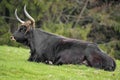 Bos primigenius - aurochs Royalty Free Stock Photo