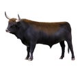 Bos primigenius, Aurochs Royalty Free Stock Photo