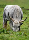 Hungarian Grey Cattle Royalty Free Stock Photo