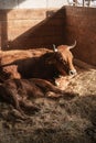 Bos taurus with a baby sleeping in the hay, cow with a baby laying in the hay
