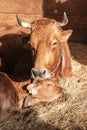 Bos taurus with a baby sleeping in the hay, cow with a baby laying in the hay