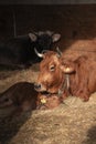 Bos taurus with a baby sleeping in the hay, cow with a baby laying in the hay