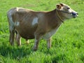 Bos taurus Cow grazing countryside meadow Royalty Free Stock Photo